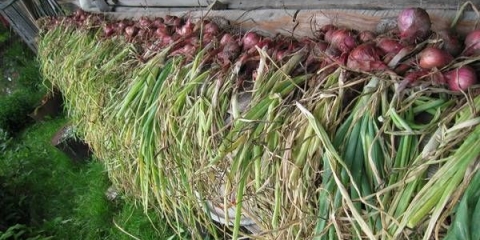 Kada ubrati zimski luk u predgrađu